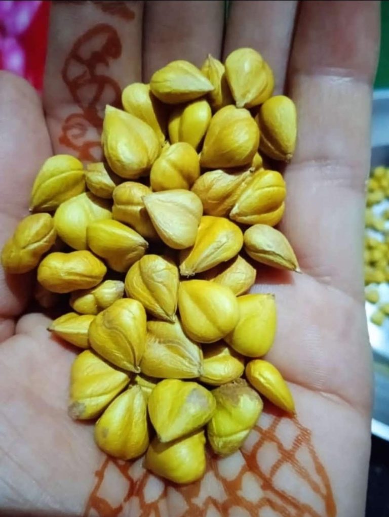 HAZELNUT (THANGULI)-AN ALTERNATE SOURCE OF INCOME FOR FARMERS IN PADDAR.